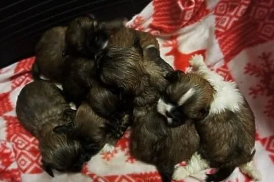 Shih-tzu