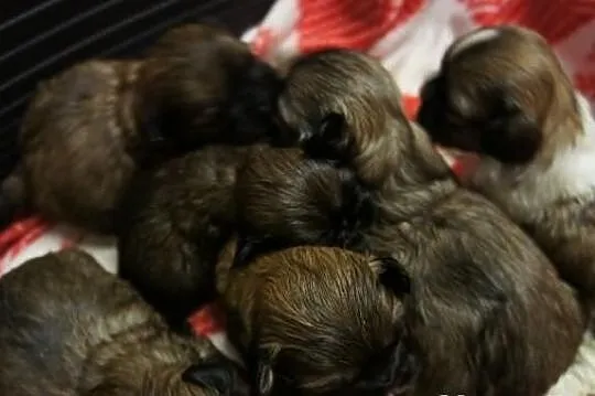 Shih-tzu