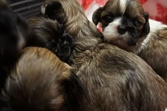 Shih-tzu