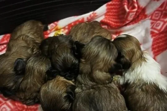 Shih-tzu