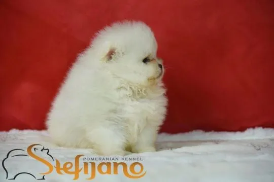 Pomeranian BOO Piękne zarejestrowane szczenięta na sprzedaż