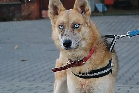 Lis - zawsze gotowy do zabawy :),  mazowieckie War