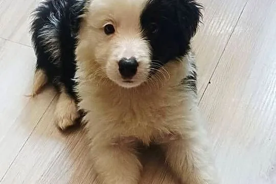 Piesek Border Collie, Łódzkie, Łódź