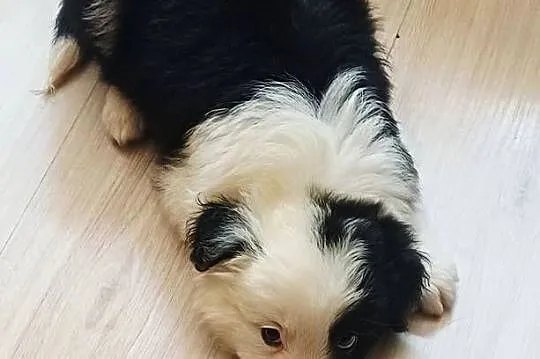 Piesek Border Collie, Łódzkie, Łódź