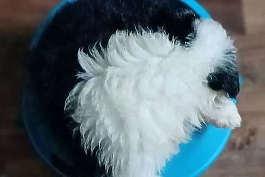 Piesek Border Collie, Łódzkie, Łódź