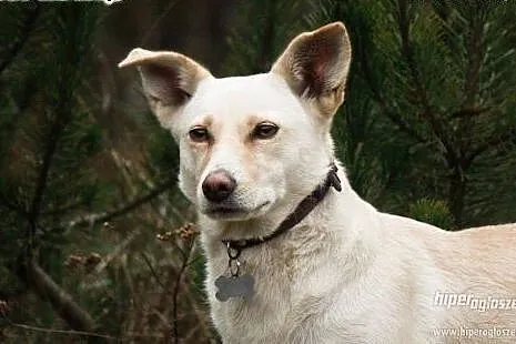 MILKA - delikatna sunia już tak długo czeka na dom, adoptuj ją!,  mazowieckie Warszawa