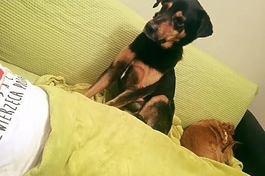 Borys tak dumnie brzmi, podaruj dom wyjątkowemu ps