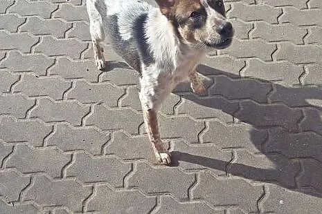 Młody Neron prosi o dom ;),  mazowieckie Warszawa