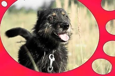 1,5 roku,15 kg,towarzyski,radosny,przesympatyczny psiak WESOŁY.Adopcja,  łódzkie Łódź
