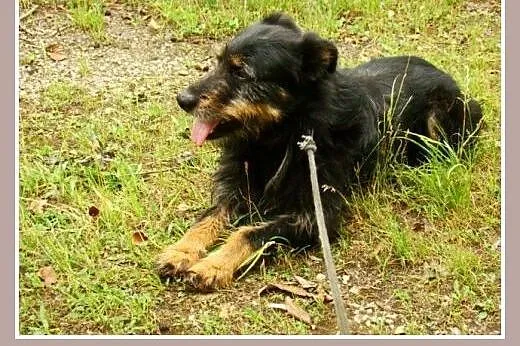 1,5 roku,15 kg,towarzyski,radosny,przesympatyczny 