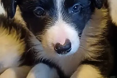 Fado, piesek Border Collie, Łódzkie, Łódź