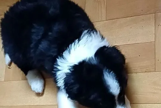 Fado, piesek Border Collie, Łódzkie, Łódź
