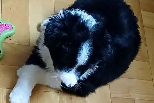 Fado, piesek Border Collie, Łódzkie, Łódź