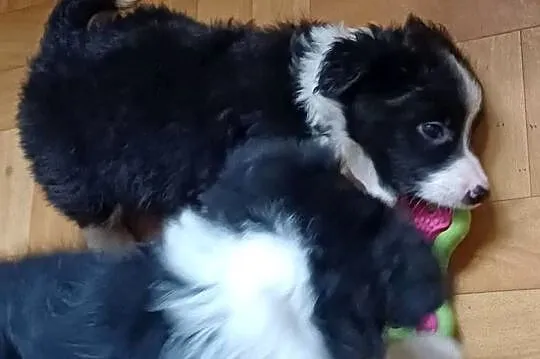 Fado, piesek Border Collie, Łódzkie, Łódź