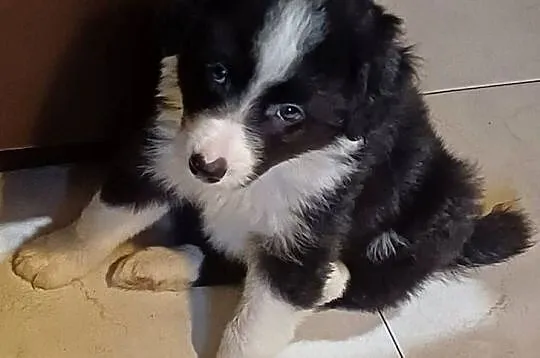 Fado, piesek Border Collie, Łódzkie, Łódź
