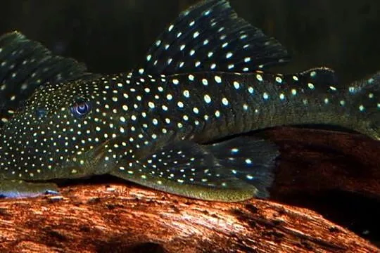 Glonojad L128 - Hemiancistrus - ODŁÓW - WF - WYSYŁKA KURIER, Pomorskie, Gdańsk