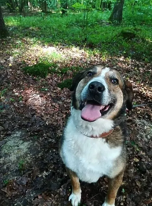 Maks-25-30kg, wielka psia ciapa poleca się do adopcji, Mazowieckie, Warszawa