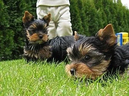 Maleńki chłopczyk Malutki Yorkshire Terrier York Rodowód, Warmińsko-mazurskie, Olsztyn