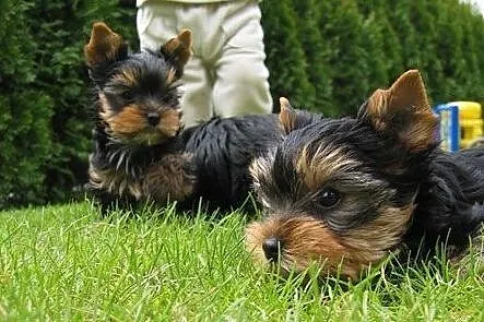 Maleńki chłopczyk Malutki Yorkshire Terrier York Rodowód, Warmińsko-mazurskie, Olsztyn