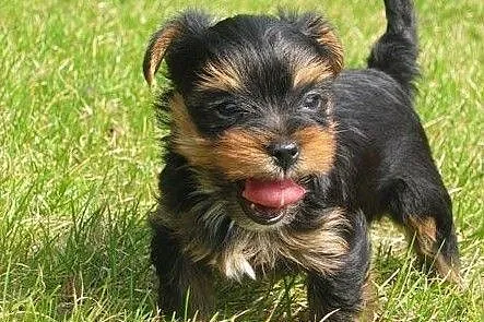 Maleńki chłopczyk Malutki Yorkshire Terrier York Rodowód, Warmińsko-mazurskie, Olsztyn