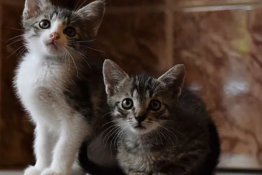 Kociaki: Piąty i Szósty szukają domów