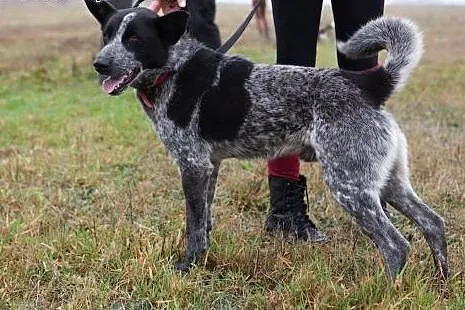 Przepiękny Grey poleca się do adopcji!,  małopolsk