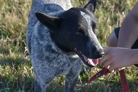Przepiękny Grey poleca się do adopcji!,  małopolsk