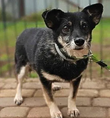 MIKA - starsza, 9 kg, delikatna sunia szuka domu!, Wielkopolskie, Poznań