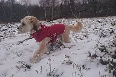 Blondi, miła sunia szuka przyjaznego domu,  mazowieckie Warszawa