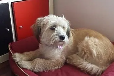 Blondi, miła sunia szuka przyjaznego domu,  mazowi
