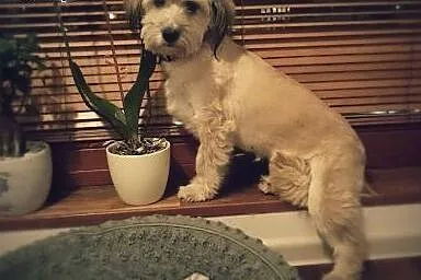 Blondi, miła sunia szuka przyjaznego domu,  mazowi