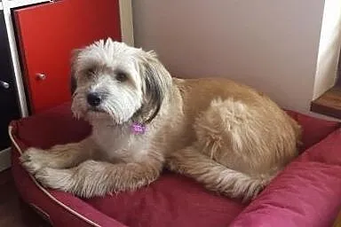 Blondi, miła sunia szuka przyjaznego domu,  mazowi