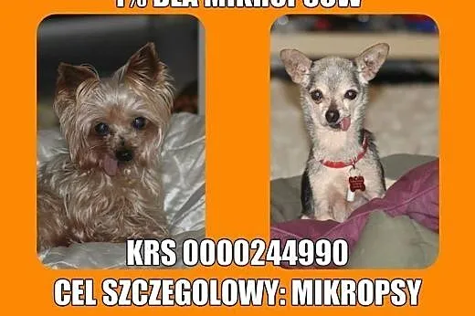 Blondi, miła sunia szuka przyjaznego domu,  mazowi