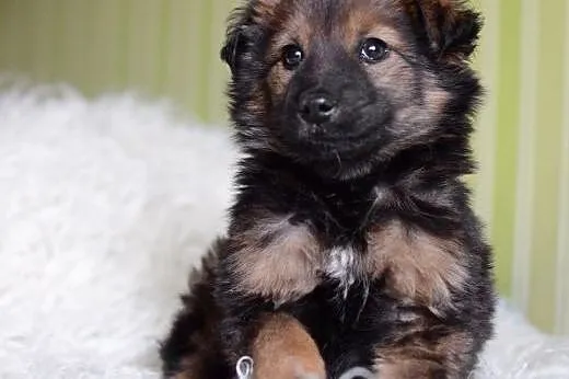 MISIO-znaleziony w szczerym polu,3 mies,adopcja!!,  świętokrzyskie Kielce