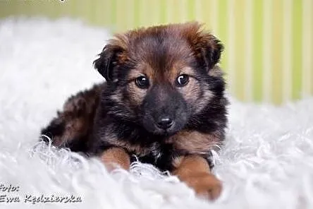 MISIO-znaleziony w szczerym polu,3 mies,adopcja!!,