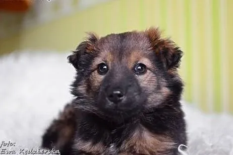 MISIO-znaleziony w szczerym polu,3 mies,adopcja!!,