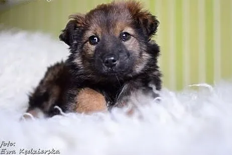 MISIO-znaleziony w szczerym polu,3 mies,adopcja!!,