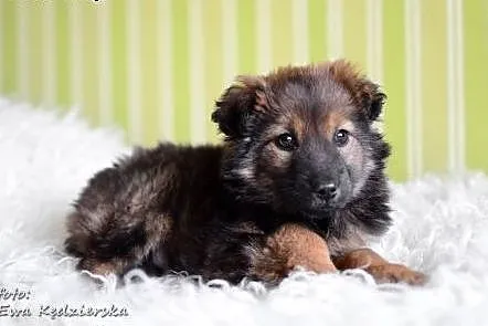 MISIO-znaleziony w szczerym polu,3 mies,adopcja!!,