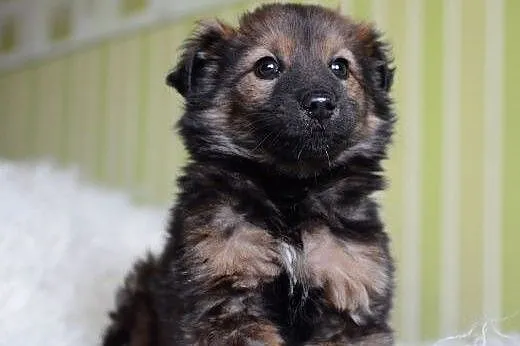 MISIO-znaleziony w szczerym polu,3 mies,adopcja!!,