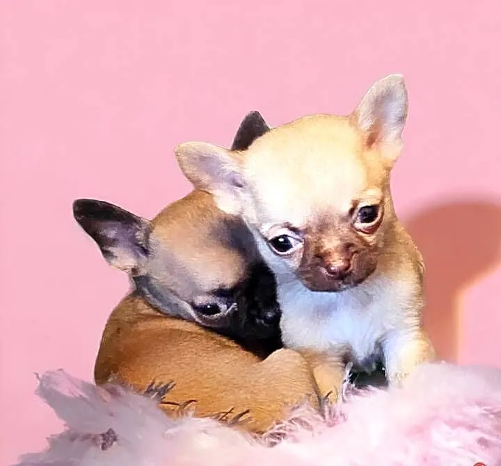Chihuahua Exclusiv XXS Maleńkie Mądre Piękne Panienki Rodowód FCI! ! ! !, Zachodniopomorskie, Kołobrzeg