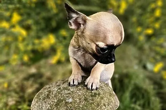 Chihuahua Exclusiv XXS Maleńkie Mądre Piękne Panienki Rodowód FCI! ! ! !, Zachodniopomorskie, Kołobrzeg