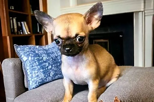 Chihuahua Exclusiv XXS Maleńkie Mądre Piękne Panienki Rodowód FCI! ! ! !, Zachodniopomorskie, Kołobrzeg