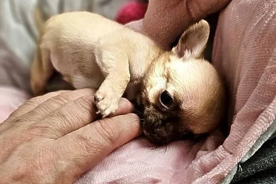Chihuahua Exclusiv XXS Maleńkie Mądre Piękne Panienki Rodowód FCI! ! ! !, Zachodniopomorskie, Kołobrzeg
