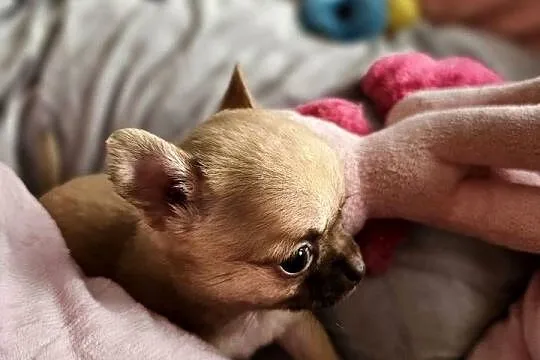 Chihuahua Exclusiv XXS Maleńkie Mądre Piękne Panienki Rodowód FCI! ! ! !, Zachodniopomorskie, Kołobrzeg