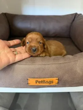 46 Cockapoo piękne szczenięta dostępne na sprzedaż, Mazowieckie, Warszawa