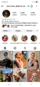 46 Cockapoo piękne szczenięta dostępne na sprzedaż, Mazowieckie, Warszawa