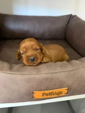 46 Cockapoo piękne szczenięta dostępne na sprzedaż