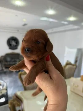46 Cockapoo piękne szczenięta dostępne na sprzedaż, Mazowieckie, Warszawa