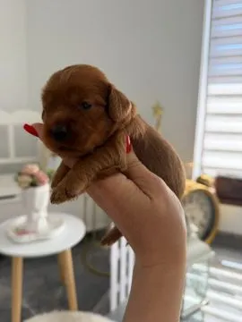 46 Cockapoo piękne szczenięta dostępne na sprzedaż, Mazowieckie, Warszawa