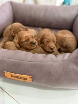 46 Cockapoo piękne szczenięta dostępne na sprzedaż, Mazowieckie, Warszawa